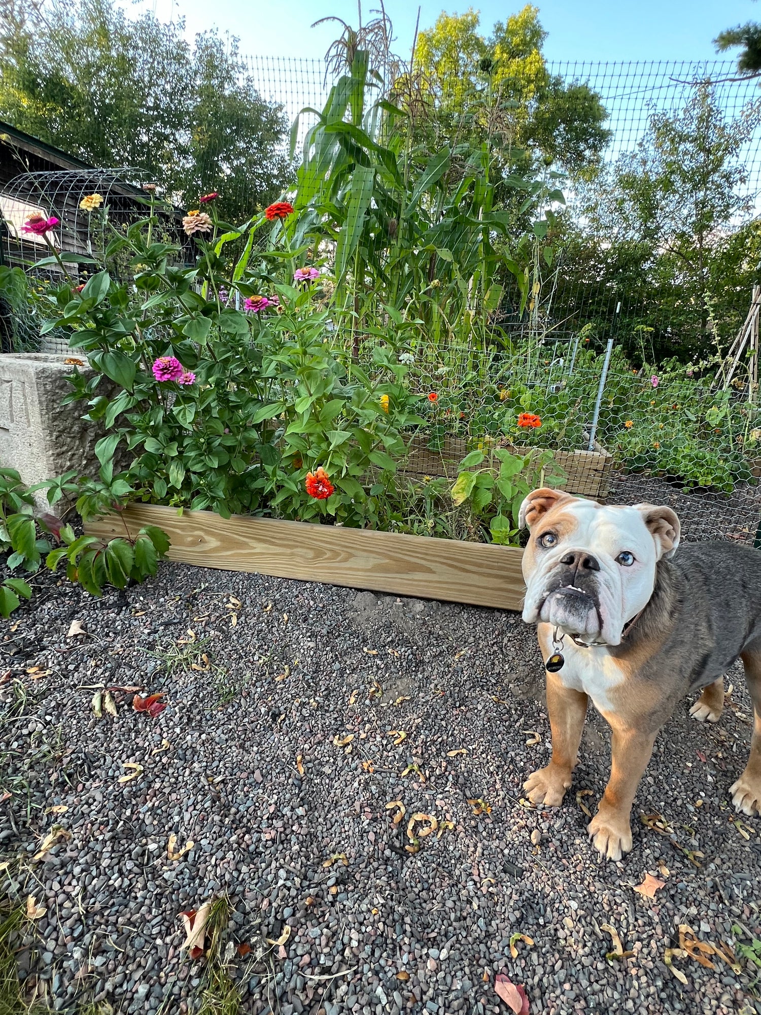 Enjoy a photo of our pup, Kimchi the Bulldog!